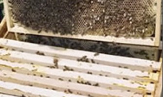 Bal Arılarında Bakım ve Besleme